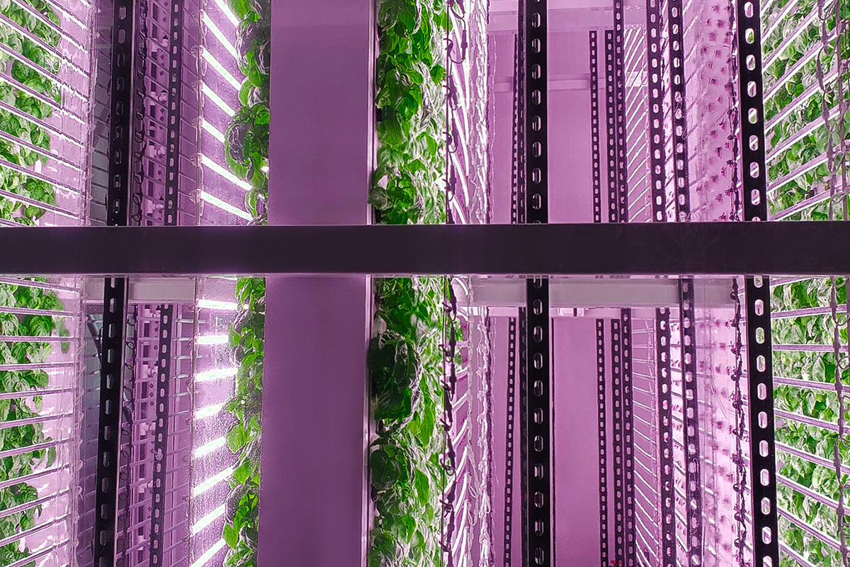 onepointone-and-sakata-seed-america-aim-to-accelerate-the-quality-and-variety-in-vertical-farming