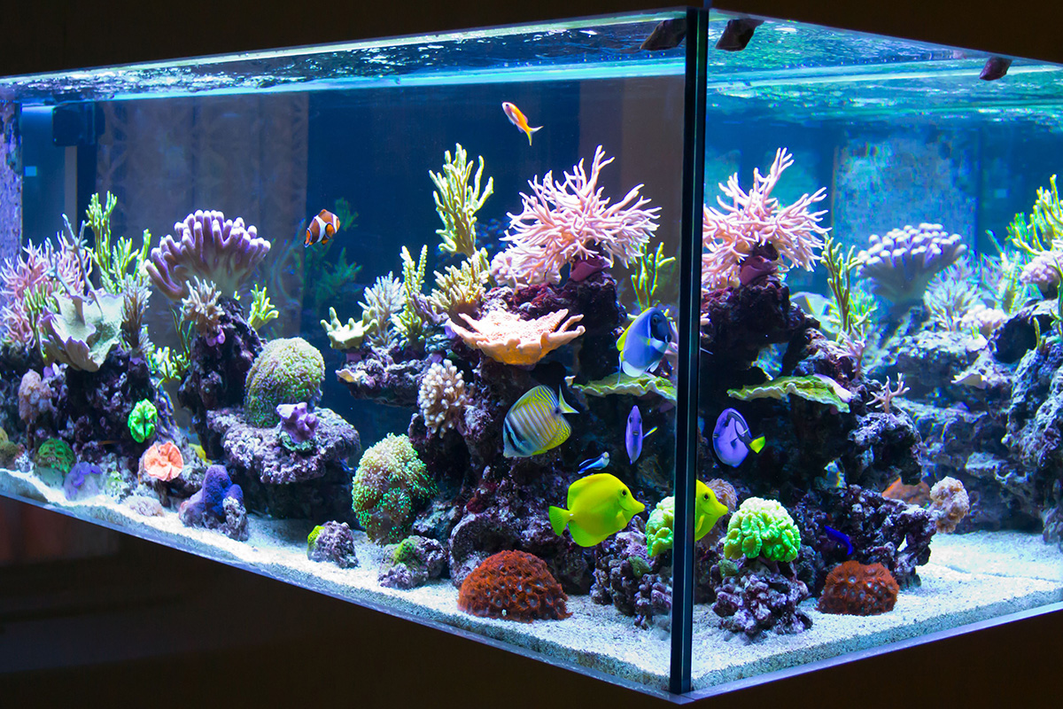 reef-aquarium-market-size-worth-$11-billion-by-2028-|-cagr:-107%:-grand-view-research,-inc.